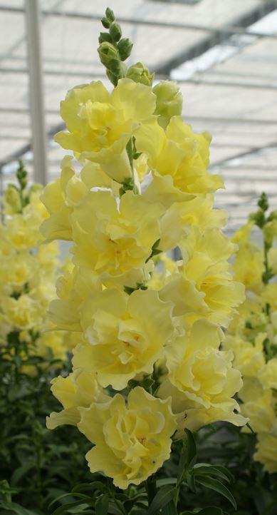 Антирринум Дабл Шот еллоу (Antirrhinum majus doubleshot yellow)