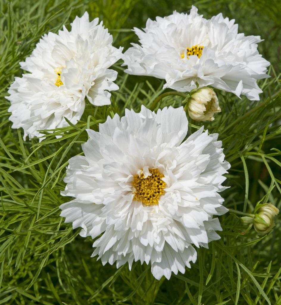Космея махровая Дабл Датч (Cosmos bipinnatus double dutch white)