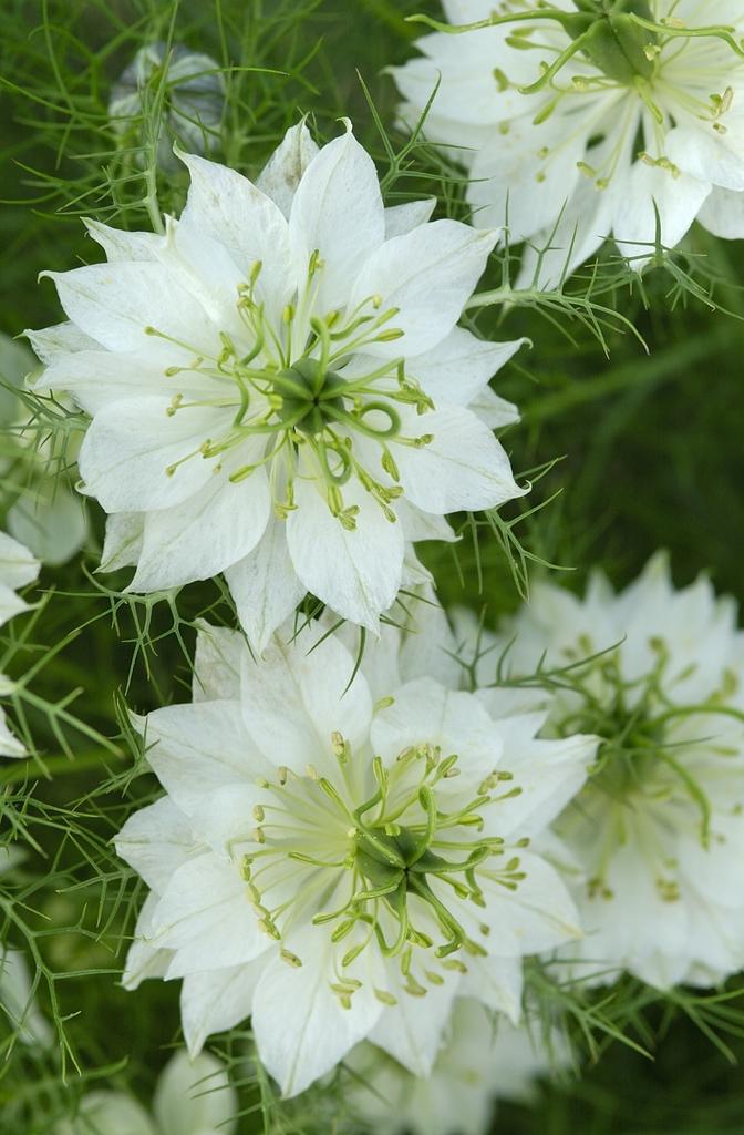 Нигелла Грин Под (Nigella damascena albion green pod)