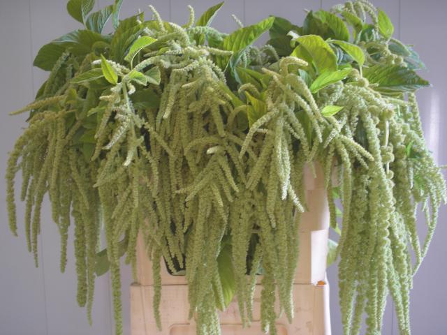 Амарант Виридис (Amaranthus caudatus viridis)