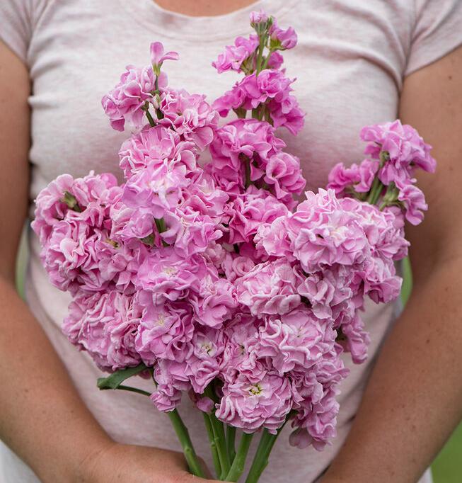 Маттиола Айрон Роуз Пинк (Matthiola incana iron rose pink)