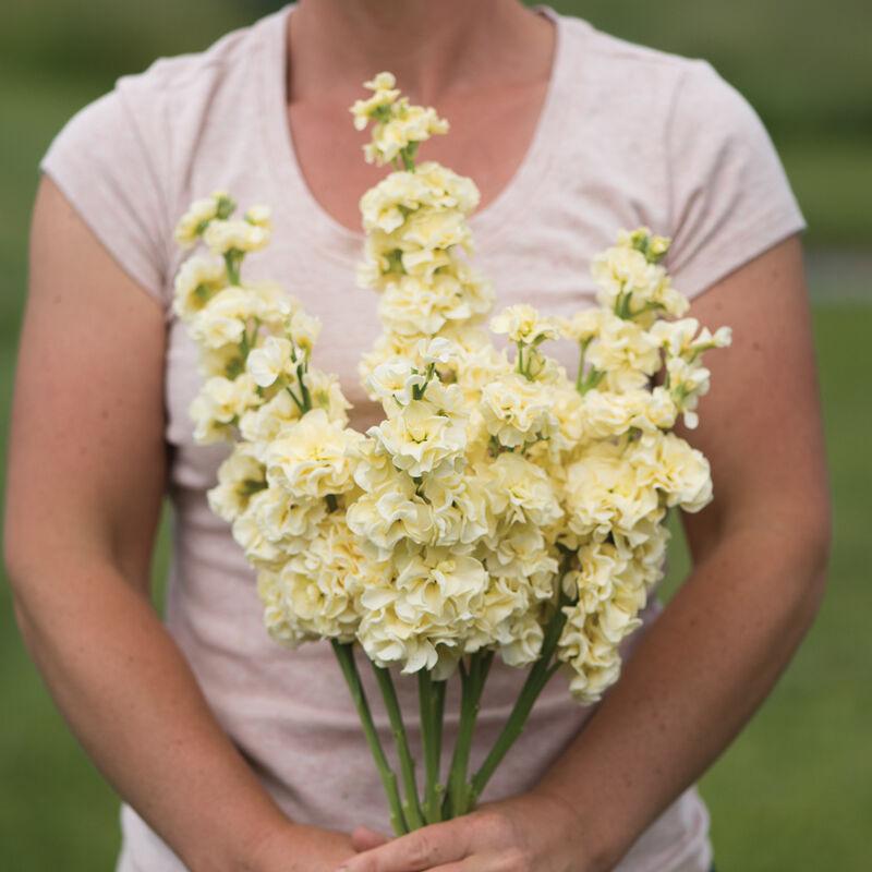 Маттиола Айрон Еллоу (Matthiola incana iron yellow)