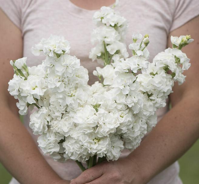 Маттиола Айрон Вайт (Matthiola incana iron white)