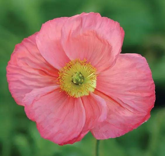 Мак исландский Пинк (Papaver nudicaule champagne bubbles пинк)