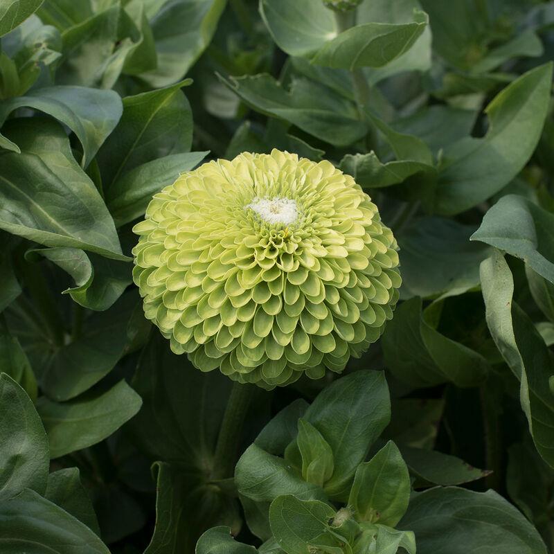 Benary's Giant Lime Zinnia Seed