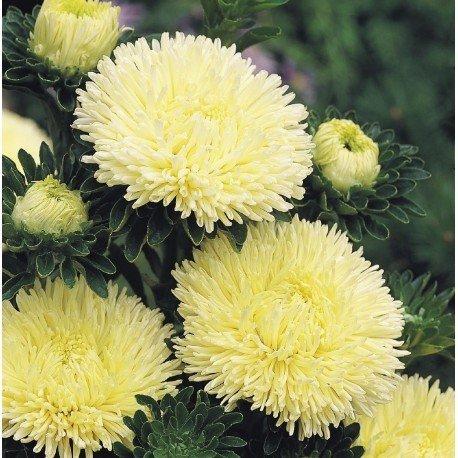Aster Gala Yellow