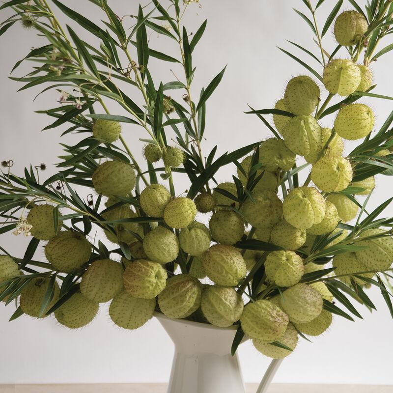 Асклепиас Оскар (Oscar Asclepias)