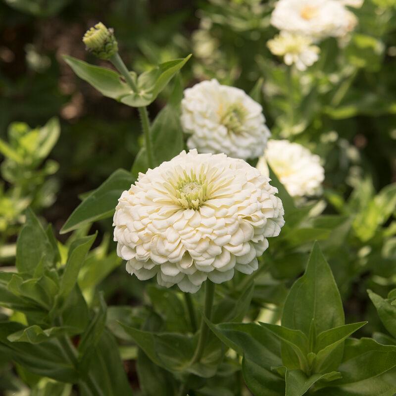 Benary's Giant White