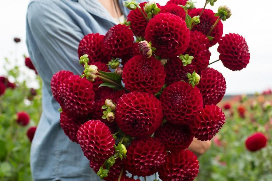 Георгина Корнел Ред