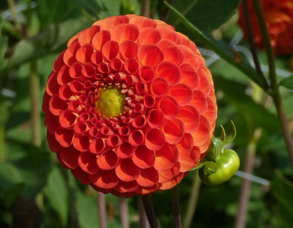 Георгина New Baby