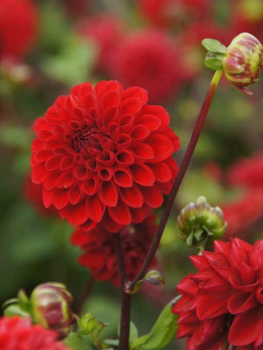 Георгина Viking