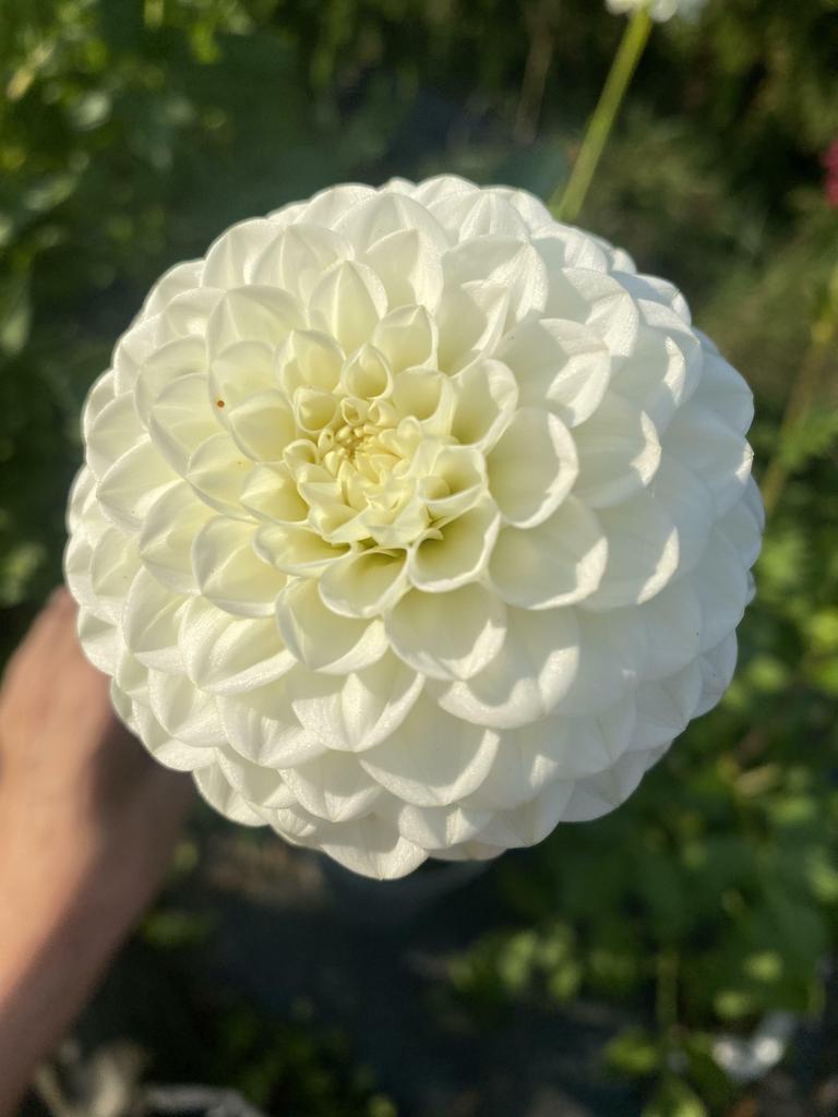 Георгина Petra`s Wedding