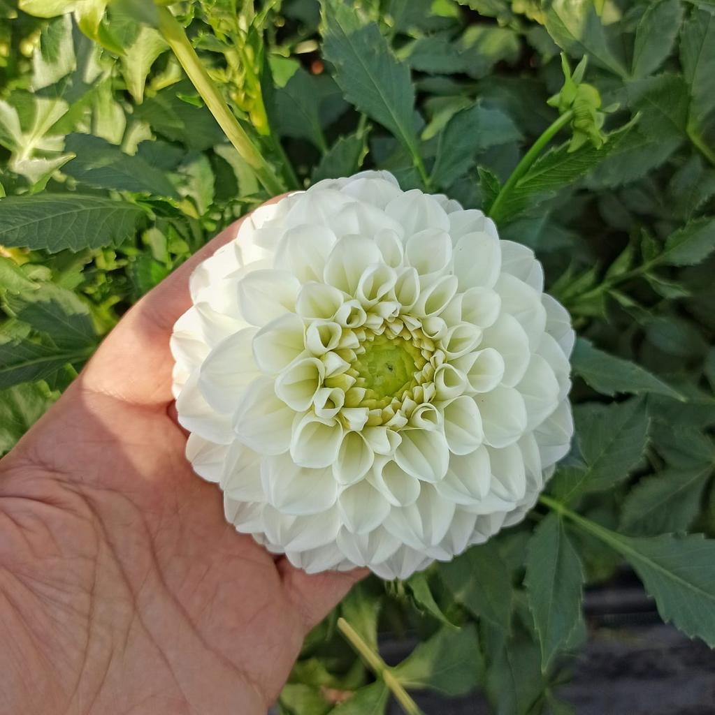 Георгина Aprila Pilleni