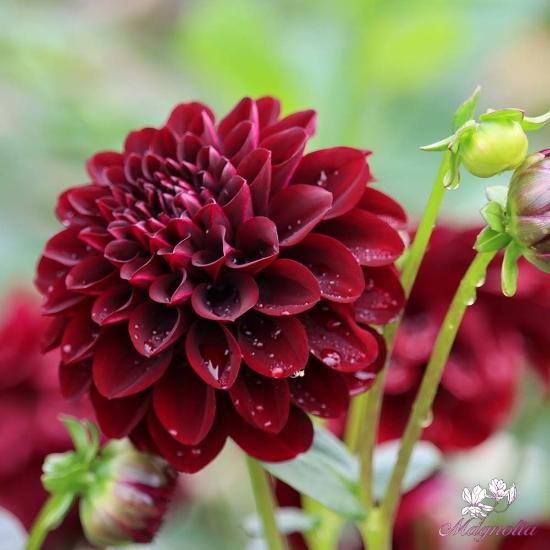 Георгина La Recoleta