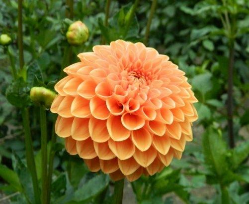 Георгина Sylvia