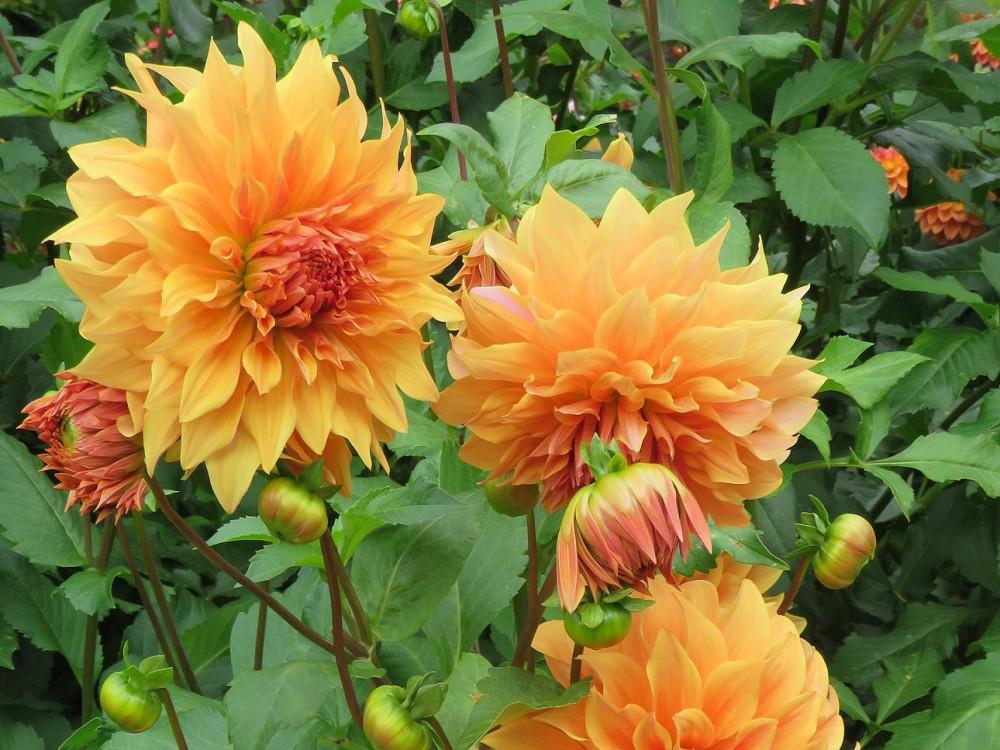 Георгина Hercules