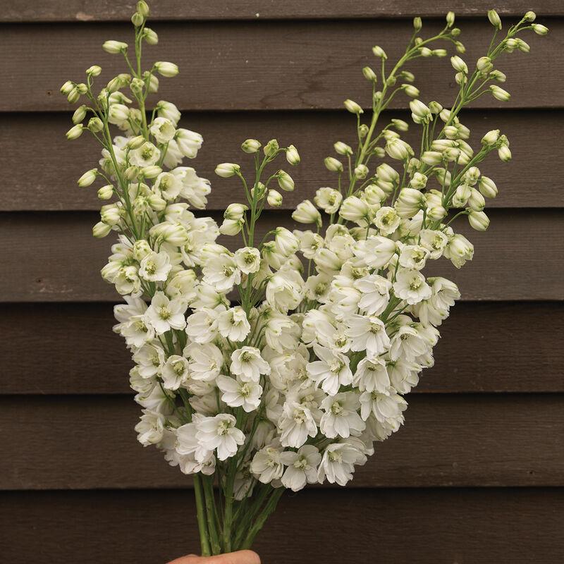Дельфиниум Элатум Candle white shades