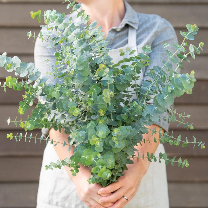 Эвкалипт Baby blue bouquet