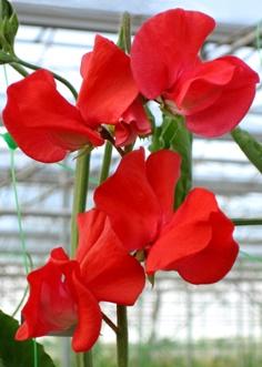Душистый горошек Spring sunshine Scarlet