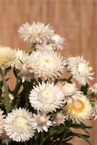 Helichrysum bracteatum king size frosted sulphur