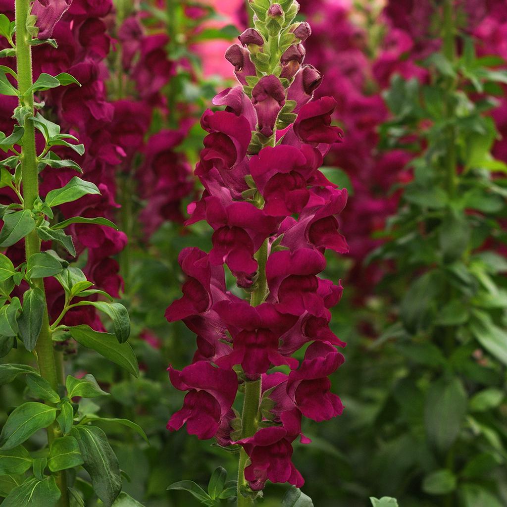 Antirrhinum majus potomac crimson