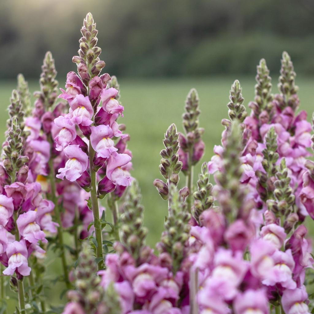 Antirrhinum majus potomac lavender