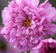 Cosmos bipinnatus double click rose bonbon
