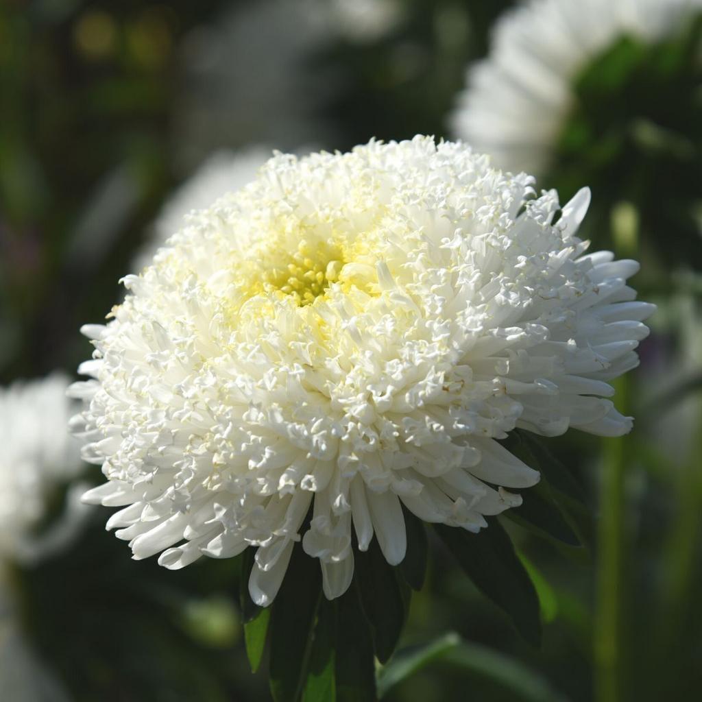Астра Стэнди Callistephus chinensis standy creamy white