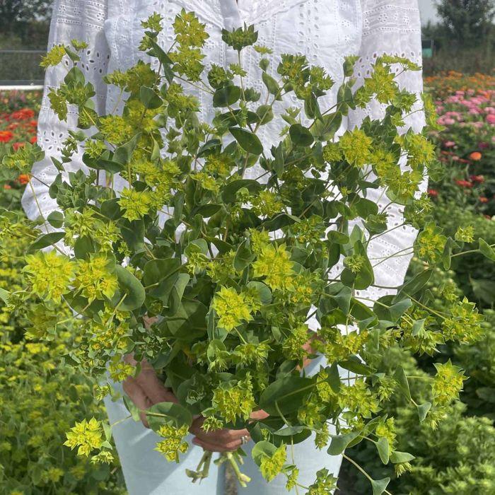 Bupleurum rotundifolium green gold