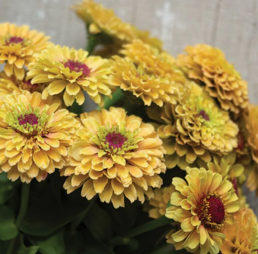 Zinnia elegans queen lemon peach