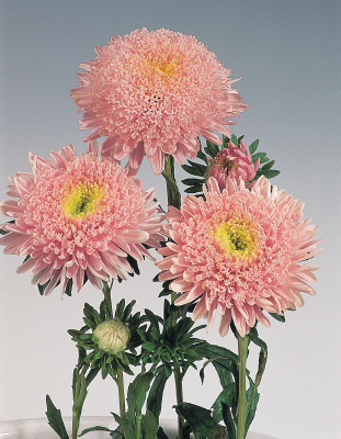 Астра Стэнди Callistephus chinensis standy light pink