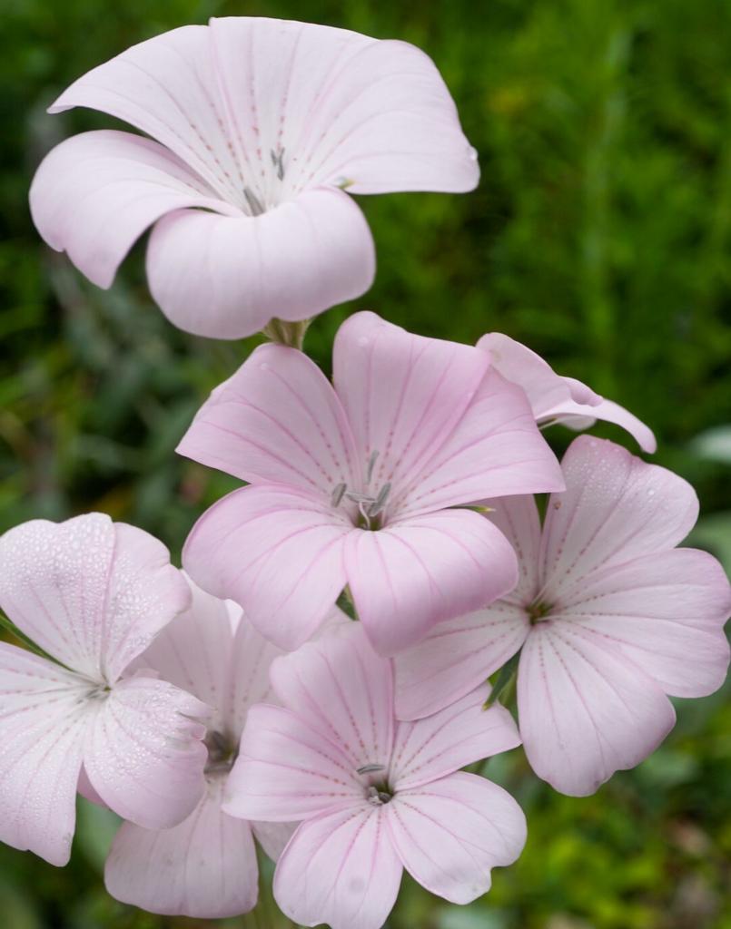 Agrostemma githago Blossom Pearl