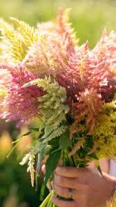 Целозия перистая Шиммер