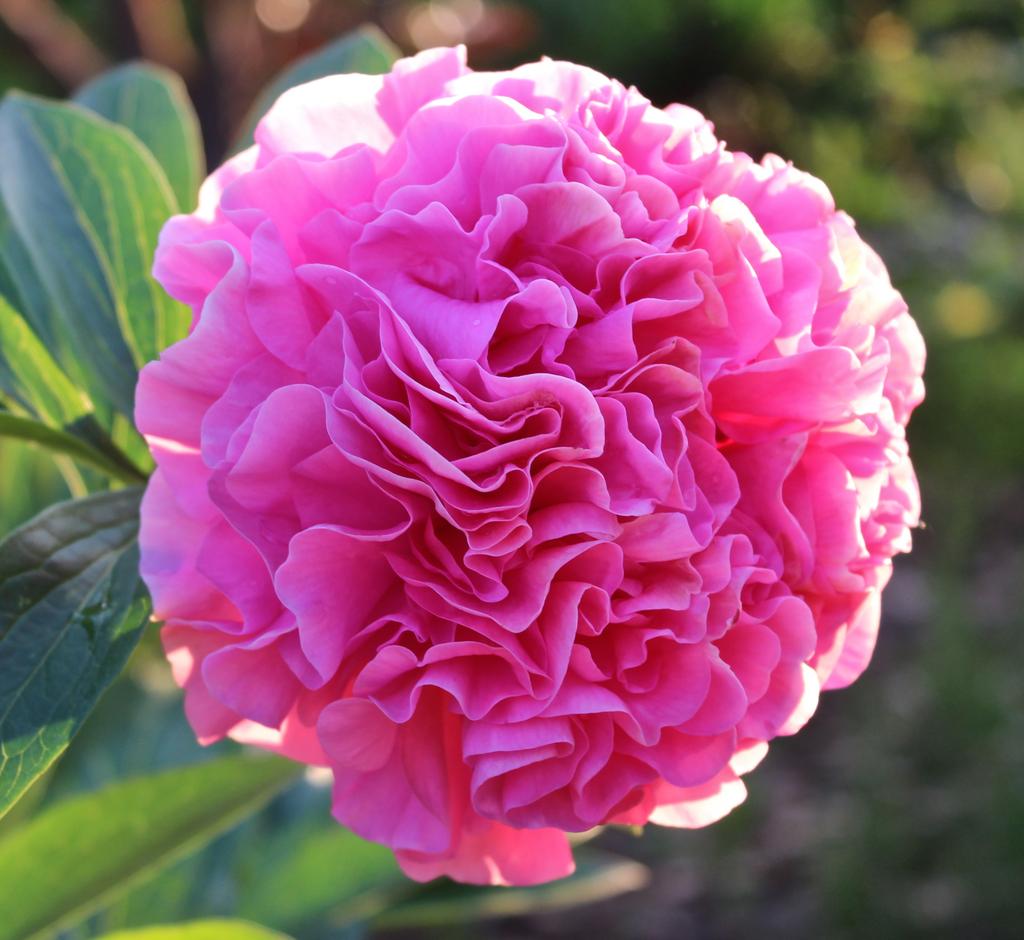 ПИОН Carnation Bouquet