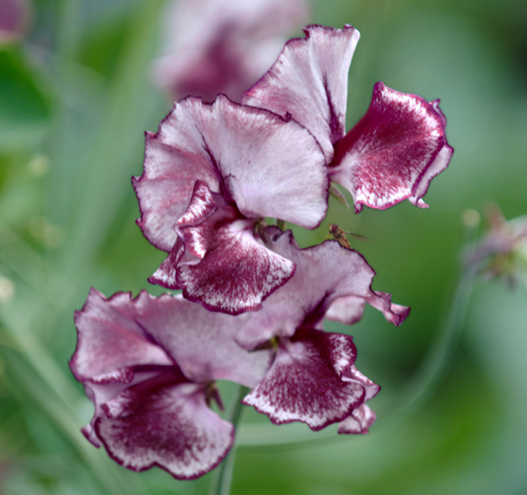 Душистый горошек Вилтшир Риппл (Спенсер)