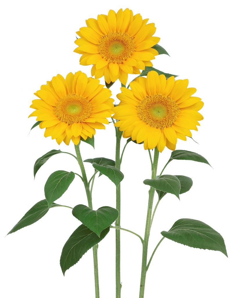 Подсолнух Винсент Фреш