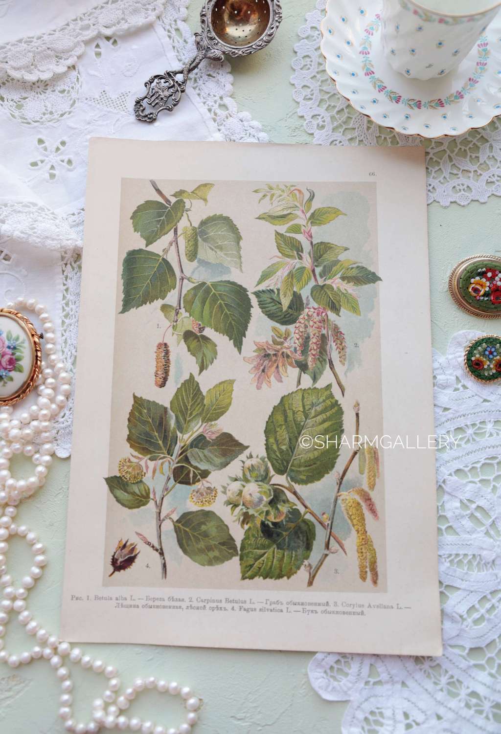 Антикварная хромолитография №12. Ботаническая иллюстрация, 1916г.