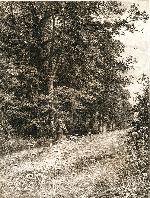 На лесной меже. Художественный оттиск с офорта И.И. Шишкина