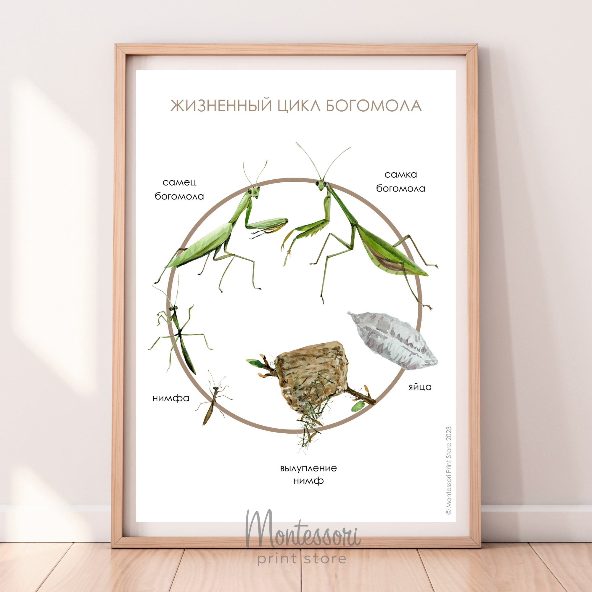 Жизненный цикл богомола - плакат купить и скачать