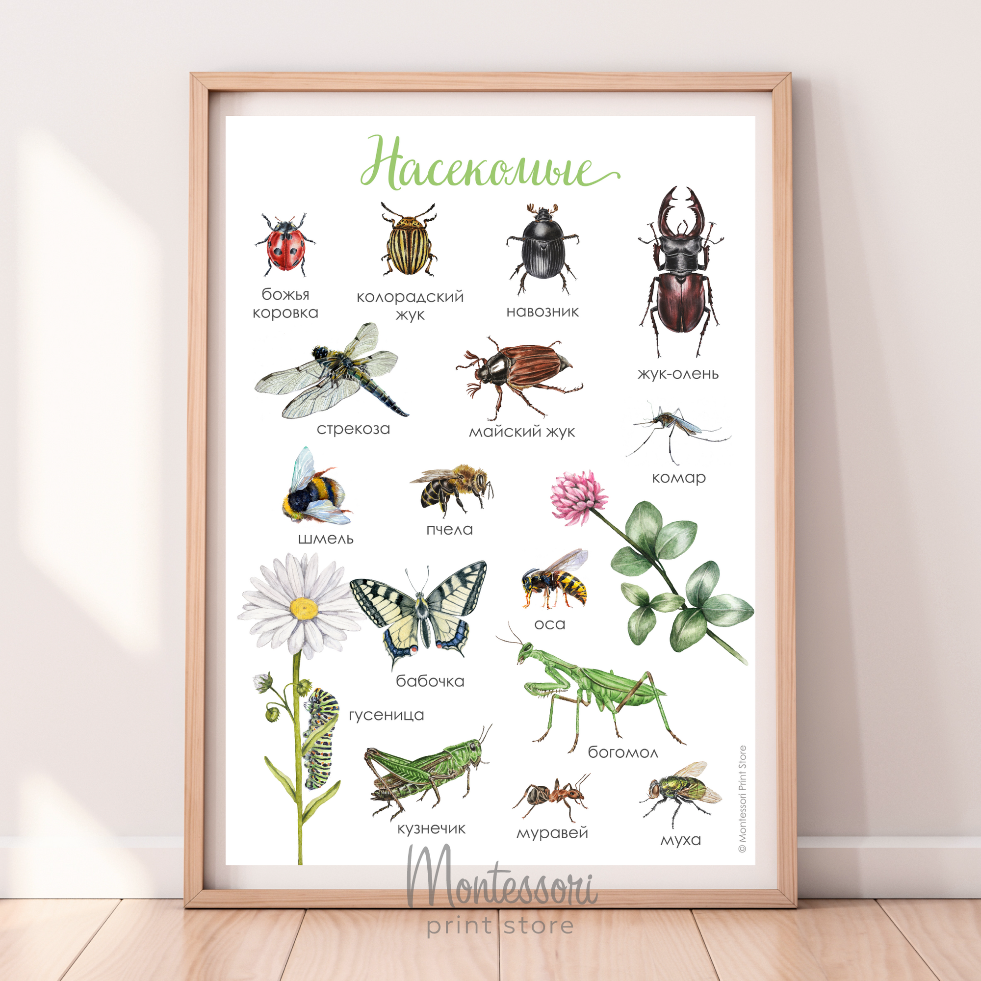 Постер Насекомые - электронный постер купить и скачать
