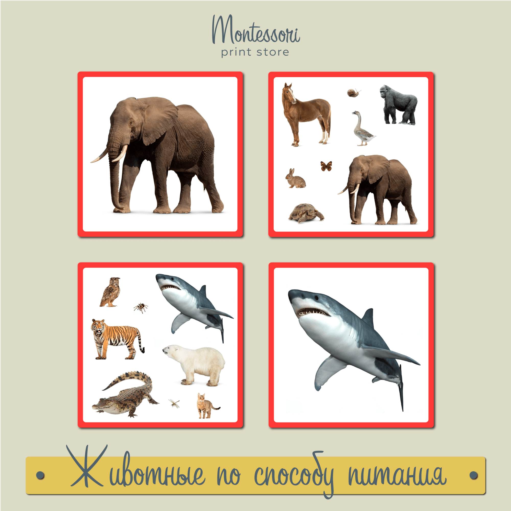Животные по способу питания - карточки Монтессори купить и скачать