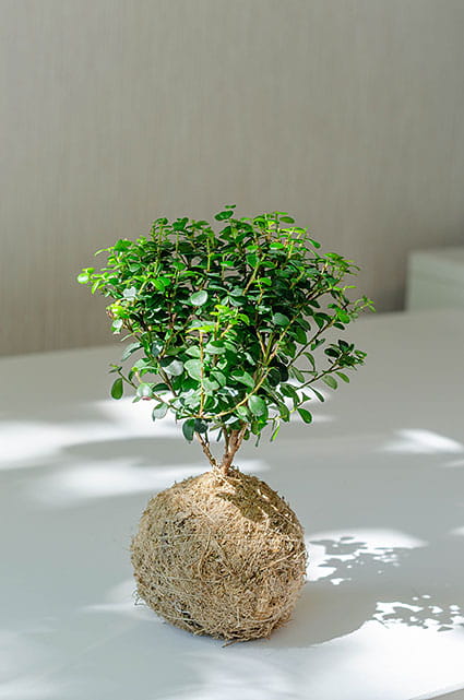 КОКЕДАМА С МИРСИНОЙ