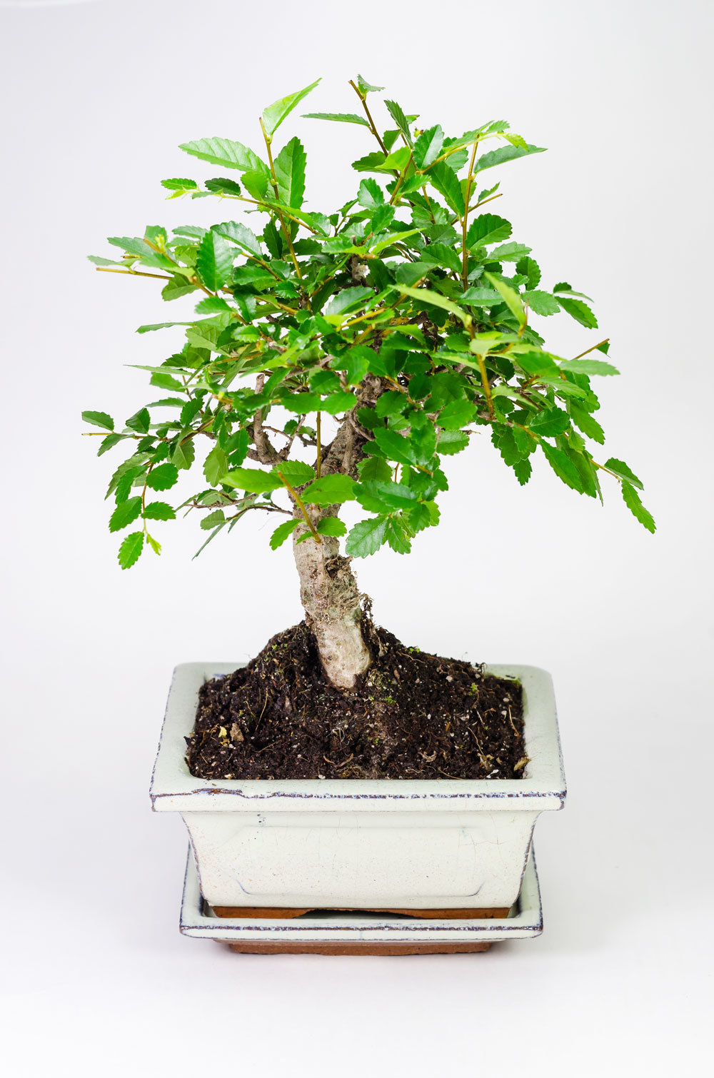 БОНСАЙ ВЯЗ 25СМ