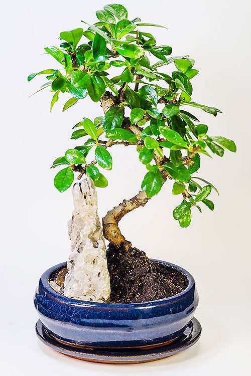 БОНСАЙ СО СКАЛОЙ КАРМОНА 30СМ