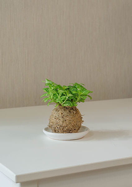 КОКЕДАМА С ФИТТОНИЕЙ S