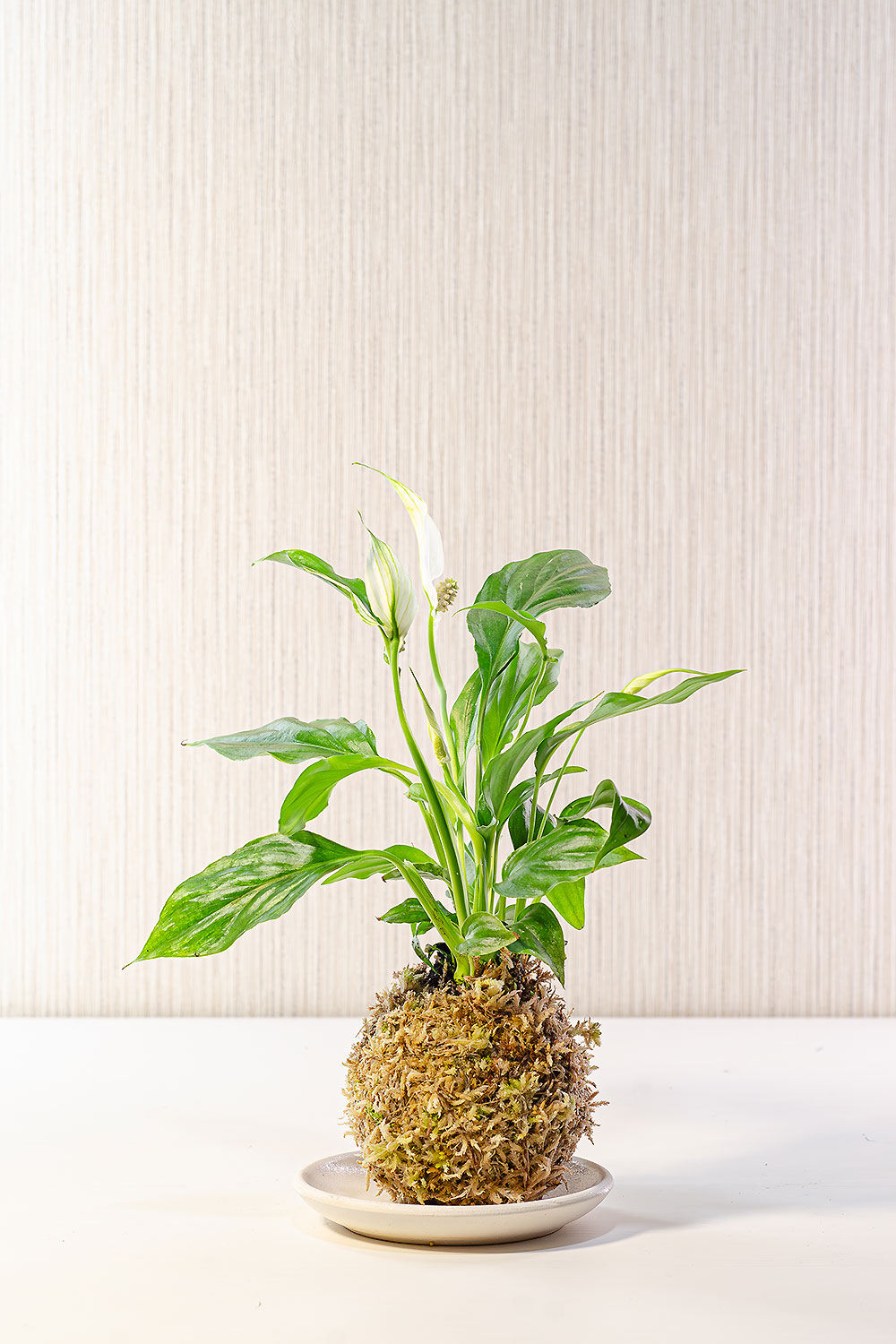 Кокедама со спатифиллумом