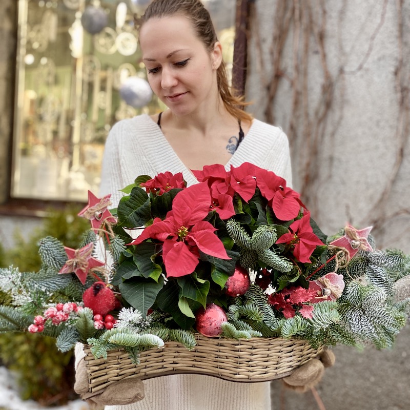Новогодняя композиция с живой пихтой Нобилис и Пуансеттией "Рождественская звезда"