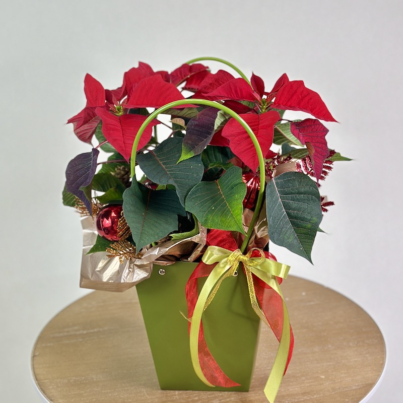 Пуансеттия в сумочке