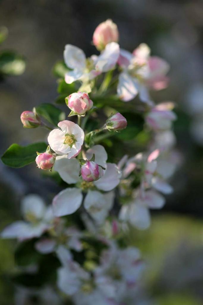 Гидролат Цветов дикой яблони собственное производство