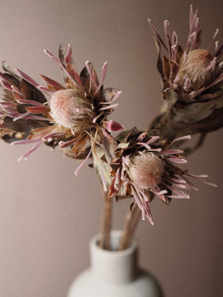 Протея сухоцвет